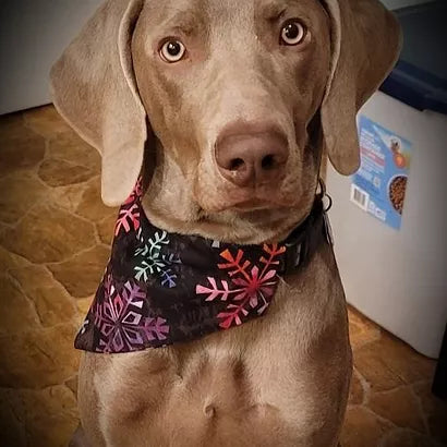 Christmas dog bandanas