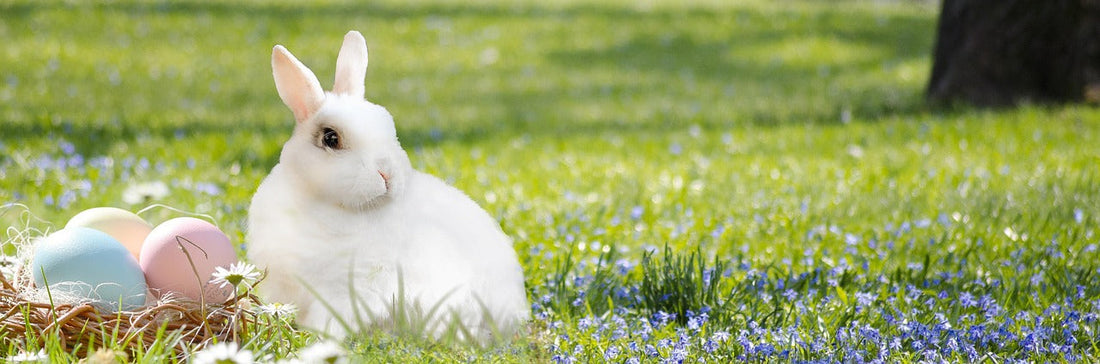 Easter prize give away $50 gift certificate for I LOVE YOU PET SUPPLY